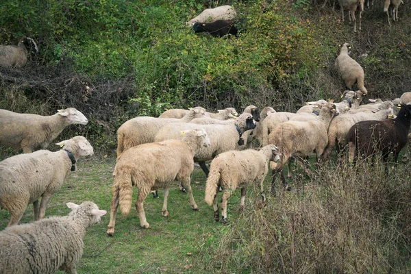 Flock Sheep Meadow Village — Stock Photo, Image