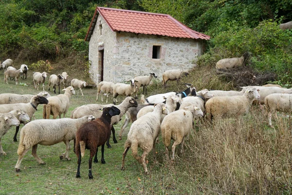 Flock Sheep Meadow Church Village — Stock Photo, Image