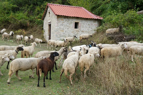 Σμήνη Προβάτων Στο Λιβάδι Κοντά Στην Εκκλησία Στο Χωριό — Φωτογραφία Αρχείου