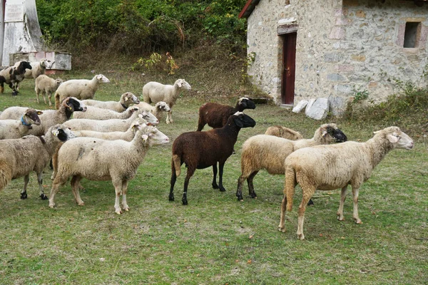 Σμήνη Προβάτων Στο Λιβάδι Κοντά Στην Εκκλησία Στο Χωριό — Φωτογραφία Αρχείου