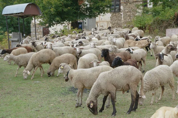 Troupeau Moutons Dans Prairie Près Village — Photo
