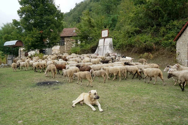 Stado Owiec Łące Pobliżu Kościoła Wsi — Zdjęcie stockowe