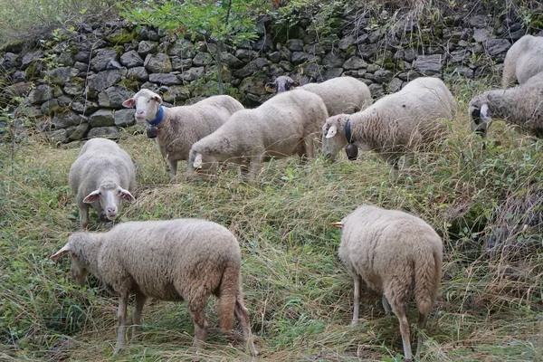 Flock Sheep Meadow Village — Stock Photo, Image