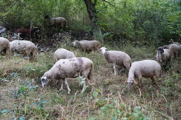 Troupeau Moutons Dans Prairie Près Village — Photo