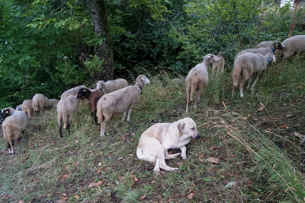 Troupeau Moutons Dans Prairie Près Village — Photo