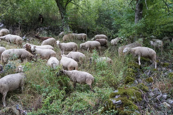 Flock Sheep Meadow Village — Stock Photo, Image