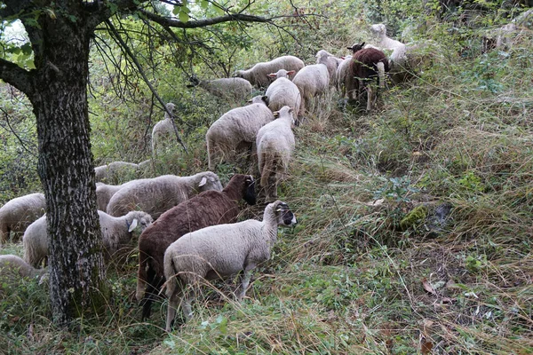 Gregge Pecore Nel Prato Vicino Villaggio — Foto Stock