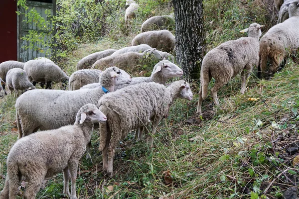 Troupeau Moutons Dans Prairie Près Village — Photo