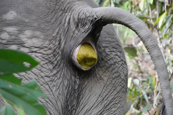 Trasero Elefante Momento Necesidad Fisiológica — Foto de Stock