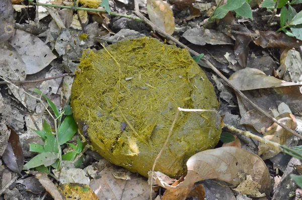 Sluiten Van Verse Olifantenmest Uitwerpselen Grond Een Bos — Stockfoto