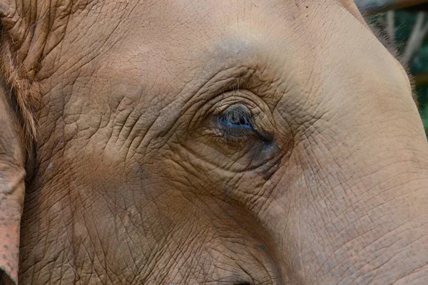 Close Elephant Zoo Park Tusk Detail Elephant Eye — Stock Photo, Image