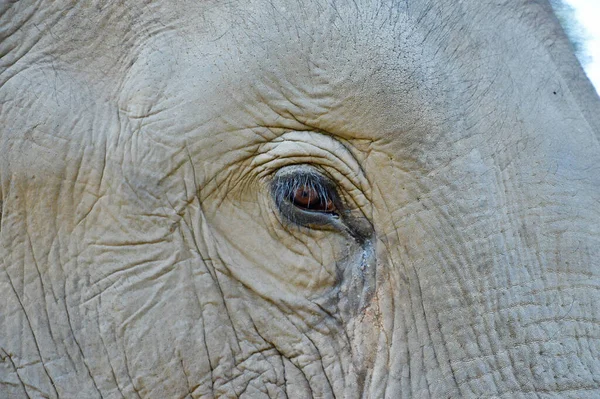 Detail of an elephant eye. Close up of elephant in zoo park on tusk.