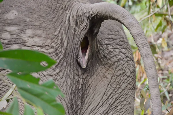 Ein Elefantenkolben Einer Zeit Physiologischer — Stockfoto