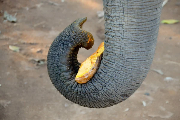 Egy Elefánt Torokban Eszik Egy Tököt — Stock Fotó