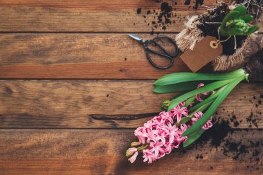 Ahşap arka plan üzerine sümbül çiçek