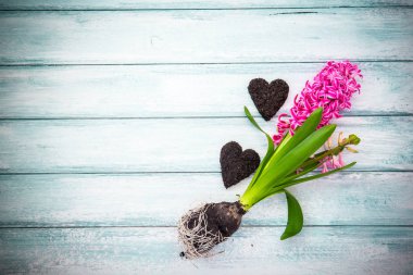 Ahşap arka plan üzerinde çiçekler sümbül