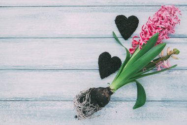 Ahşap arka plan üzerinde çiçekler sümbül