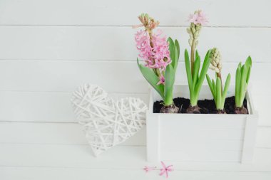 Sümbül çiçek. Bahar arka plan