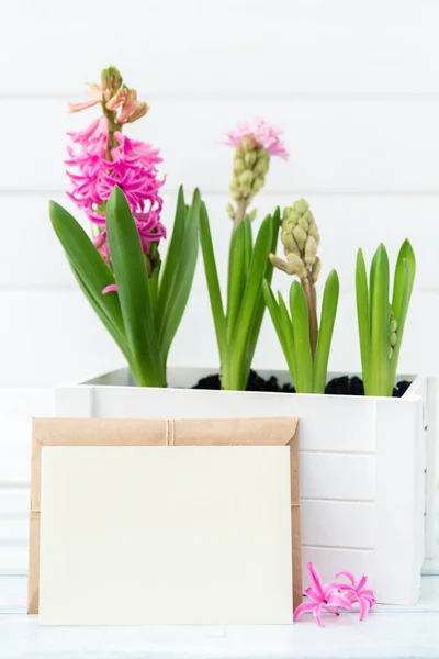 Fleurs de jacinthe. Fonds printanier — Photo