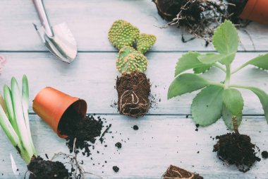 Bahçe aletleri ve çiçekler.