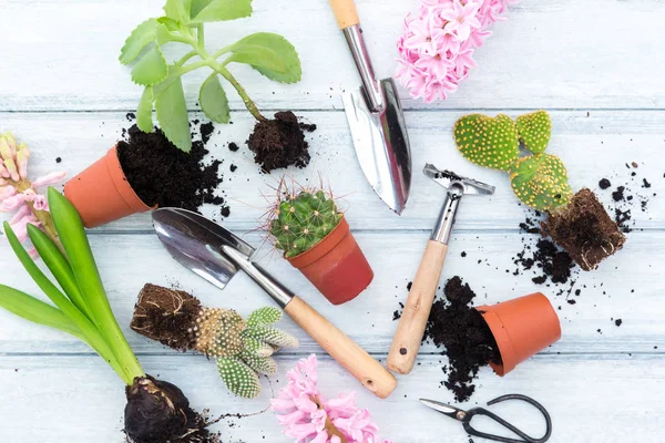Pot de fleurs de printemps avec outils de jardin, pots et terre, sur table en bois gris — Photo