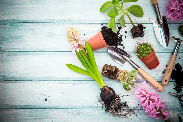 Plantes pour la plantation et accessoires de jardin sur une table en bois vintage — Photo