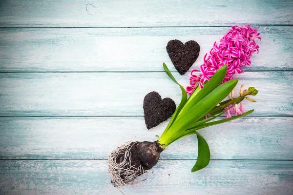 kökleri, toprak ve Beyaz ahşap Bahçe masa üzerinde eski kürek ile sümbül soğanları