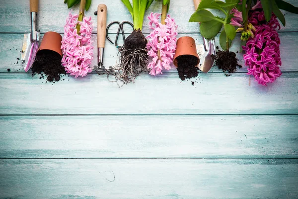 spring gardening background with hyacinth flowers, bulbs, Tubers, shovel and soil on white wooden garden table