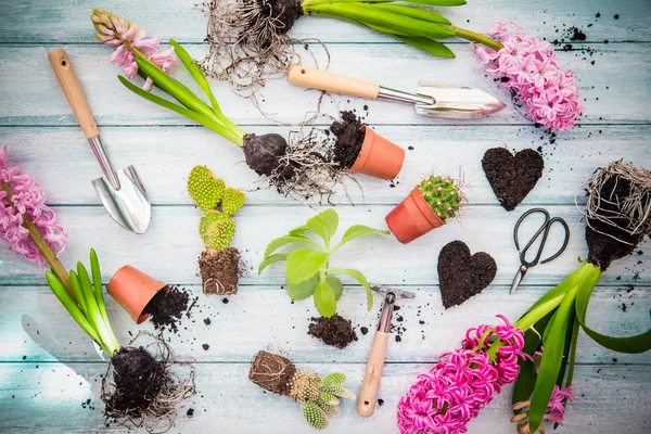 Outils et fleurs de jardinage — Photo