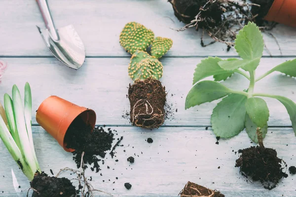 Bahçe aletleri ve çiçekler.