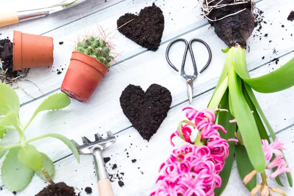 Plantes pour la plantation et accessoires de jardin sur une table en bois vintage — Photo