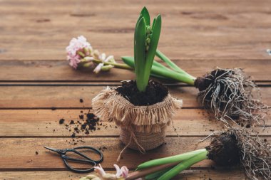 Arka plan ile çiçek sümbül. Bahar kavramı