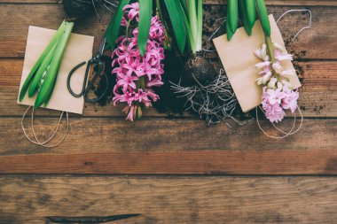 Sümbül arka plan. Bahar çiçekleri. 8 Mart kavramı. Bahçe. Uzay kopyalayın. Üstten Görünüm