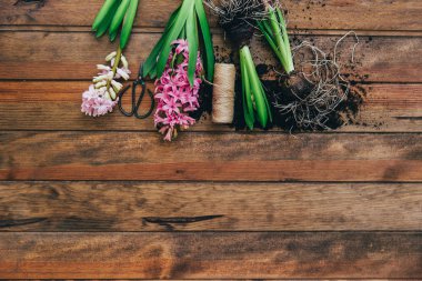 Sümbül arka plan. Bahar çiçekleri. 8 Mart kavramı. Bahçe. Uzay kopyalayın. Üstten Görünüm
