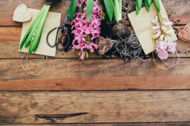 Çalışma alanı, dikim bahar çiçekleri. Bahçe aletleri, sümbül ve düz ahşap arka plan üzerinde tencere bitkiler. Bahçe Dekorasyon
