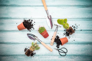 Çalışma alanı, dikim bahar çiçekleri. Bahçe aletleri, sümbül ve düz ahşap arka plan üzerinde tencere bitkiler. Bahçe Dekorasyon