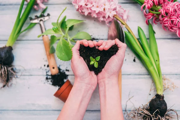 Espace de travail, plantation de fleurs printanières. Outils de jardin, jacinthe et plantes en pots sur un fond plat en bois. Décoration de jardinage — Photo