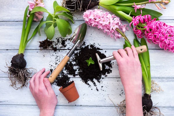 ワークスペース、植えている春の花。ガーデン ツール、ヒヤシンス、平らな木製の背景に鍋の植物。園芸装飾 — ストック写真