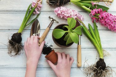 çiçekler tencerelerde dikim, yakın çekim eller.