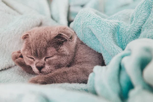 Katzenrasse Schottische Falte Braune Farbe Mit Orangen Augen — Stockfoto