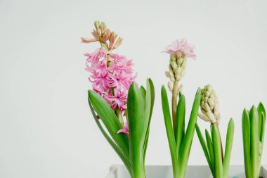 Pembe sümbül çiçek. Tatil arka plan 