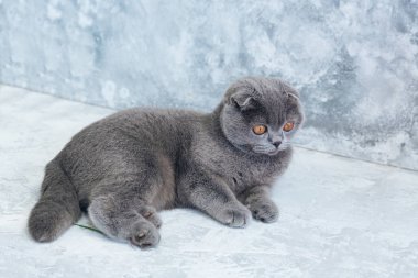 Şirin gri İskoç Fold kedi 