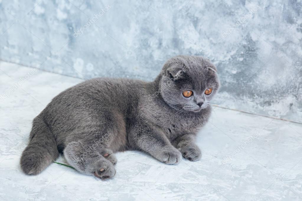 Cute Gray Scottish Fold Cat 