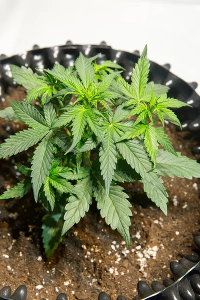 Detail Der Marihuana Pflanze Topf — Stockfoto