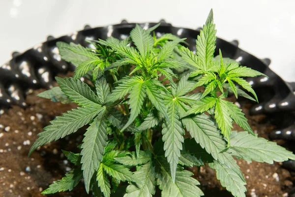 Plantas Marijuana Canábis Verde — Fotografia de Stock