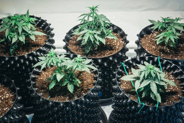 Plantas Marijuana Canábis Verde — Fotografia de Stock