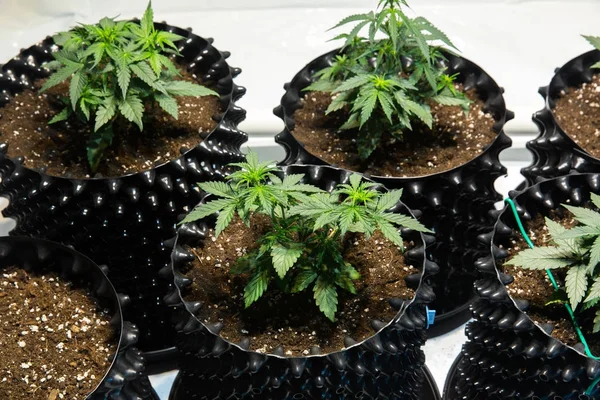 Rośliny Marihuany Zielony Konopi — Zdjęcie stockowe