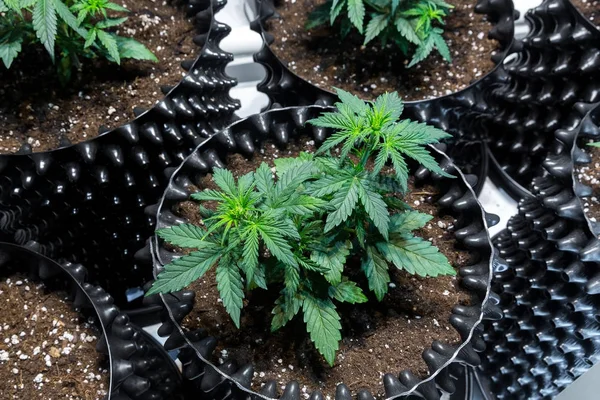 Gyógyszerek Kannabisz Marihuána Levelek Tetején Növények — Stock Fotó