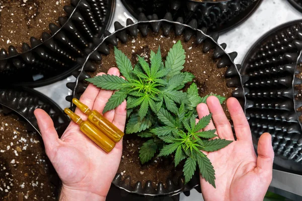 Medizinisches Cannabis Hände Die Ampullen Und Marihuanablätter Auf Pflanzen Halten — Stockfoto