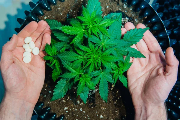 Cannabis Medicinal Mãos Segurando Pílulas Folhas Maconha Topo Das Plantas — Fotografia de Stock